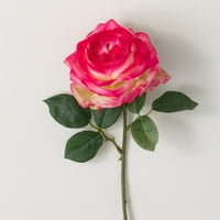 15 H Sullivans Rose Lilac Rose, סגול